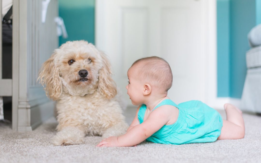 3 Facts About Carpet Cleaning You Probably Don’t Know