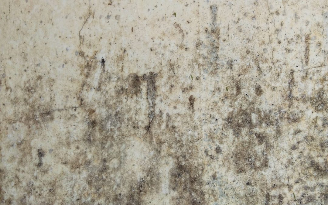 4 Common Causes of Mold Damage