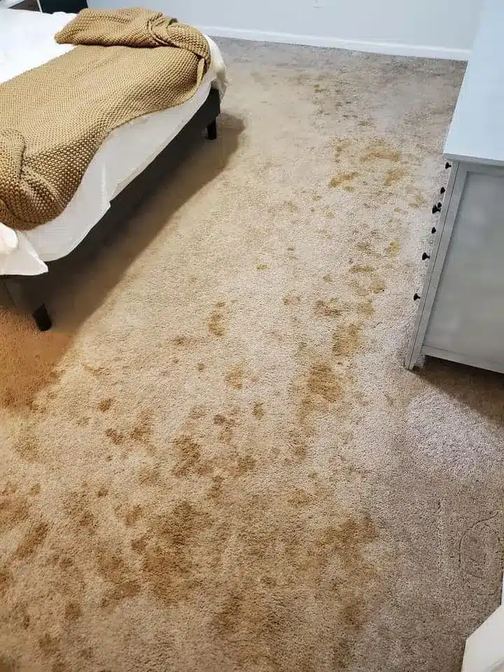 Very Dirty Carpet Before