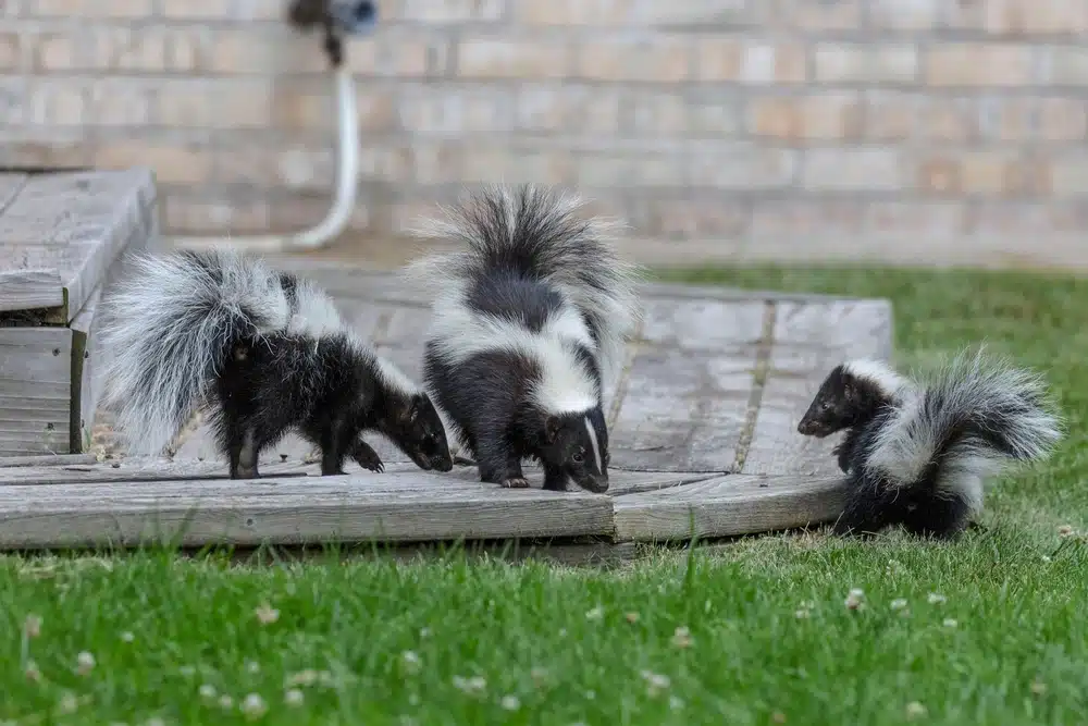 striped skunks outside a house